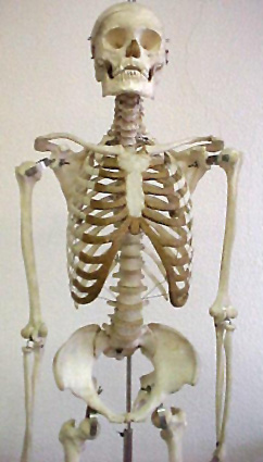 Skeleton uzopedia